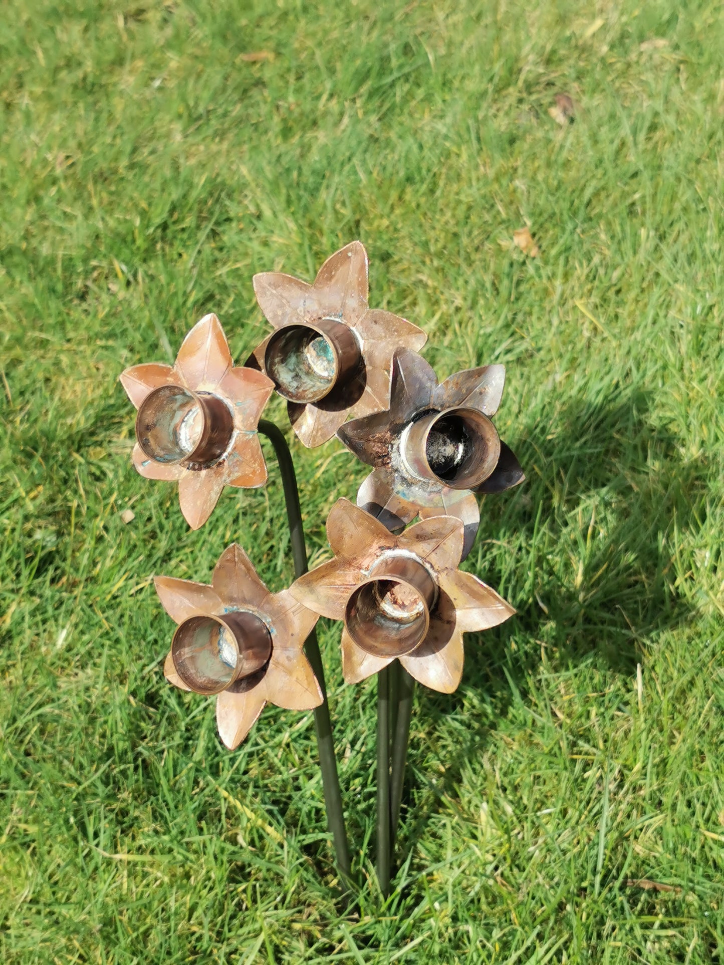 Copper Daffodil's