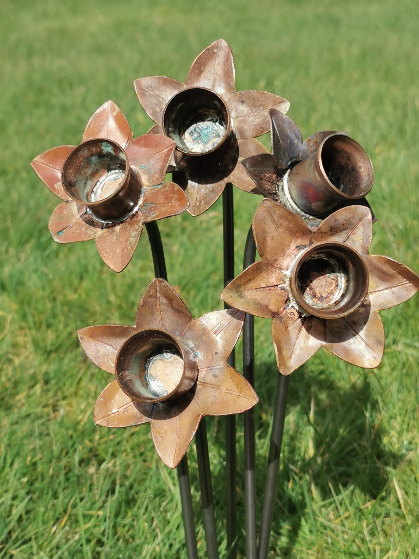 Copper Daffodil's