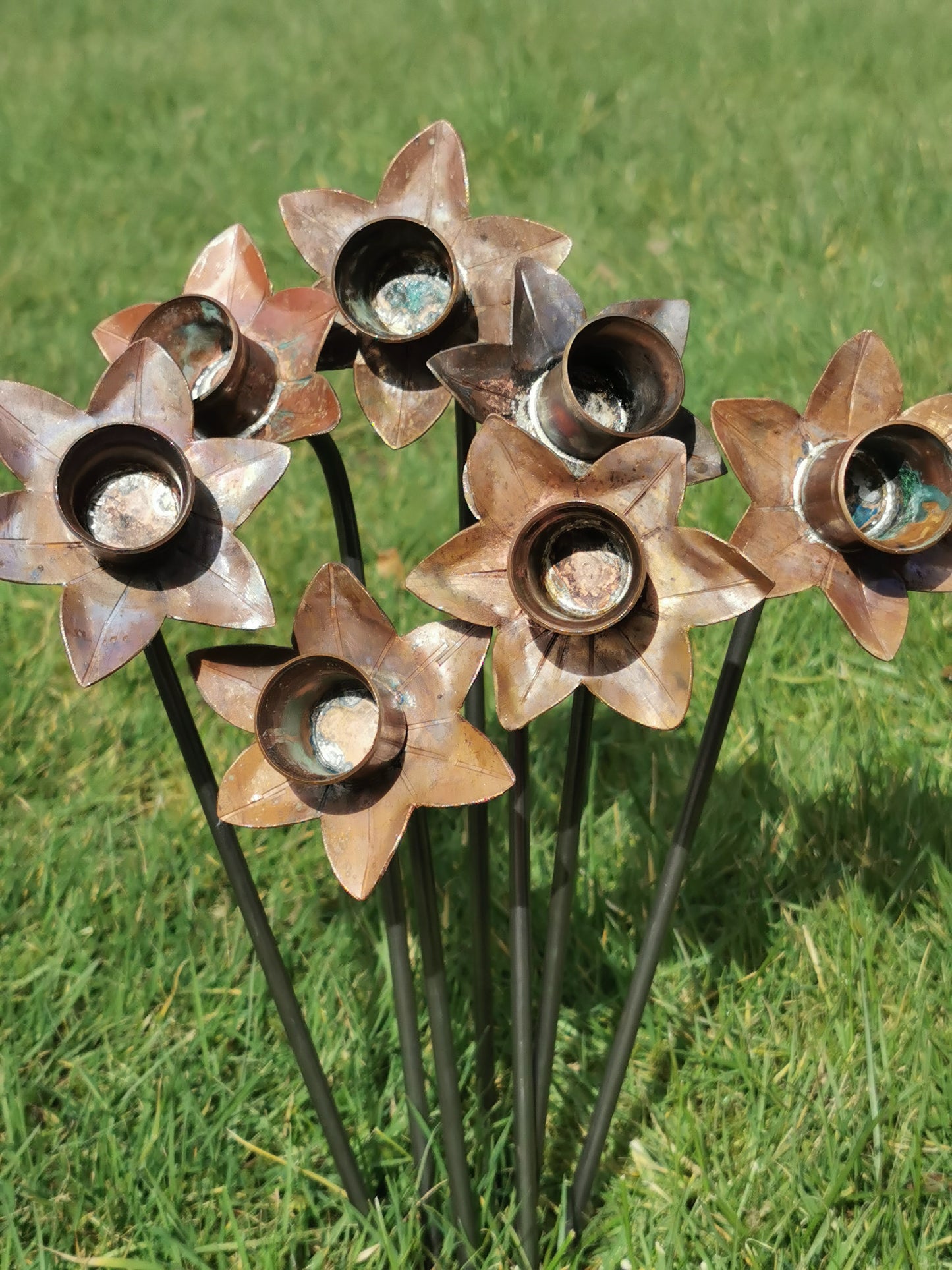 Copper Daffodil's